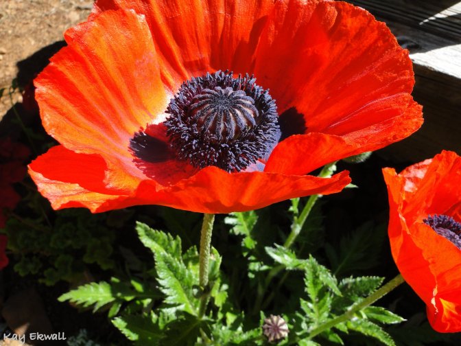 Oriental Red Poppies